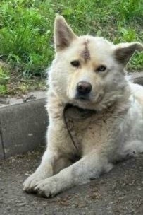Найдена собака в Мытищах — фото объявления