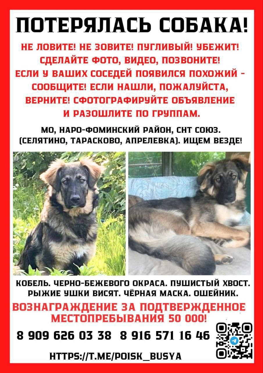 Пропала собака в Апрелевке — ⚠️ Пропала собака