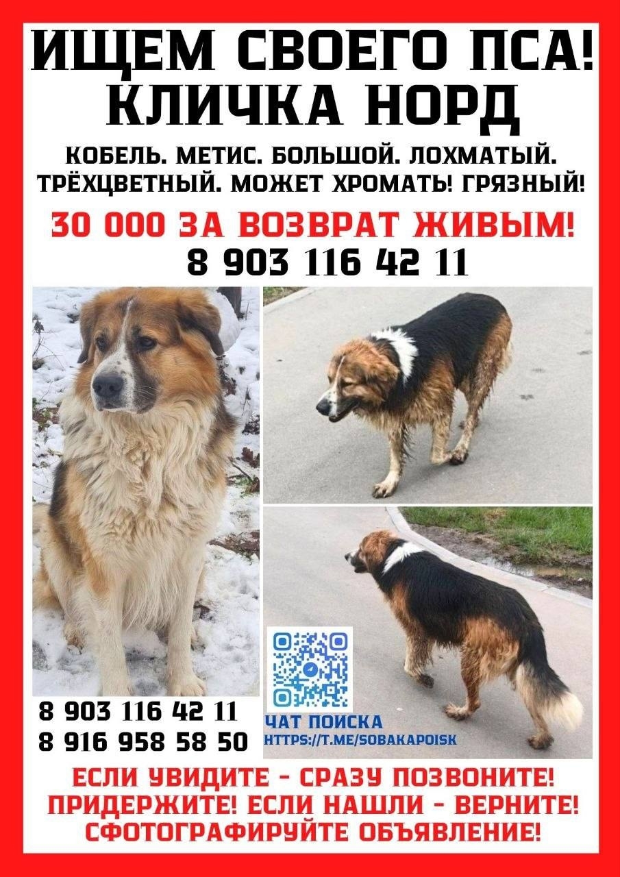 Найдена собака в Химках — фото объявления