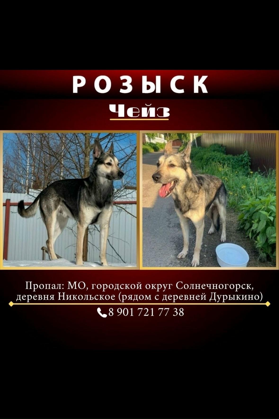 Найдена собака в Химках — фото объявления