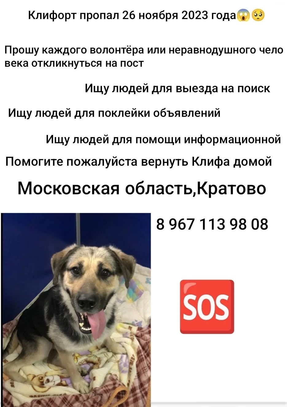 Найдена собака в Химках — фото объявления
