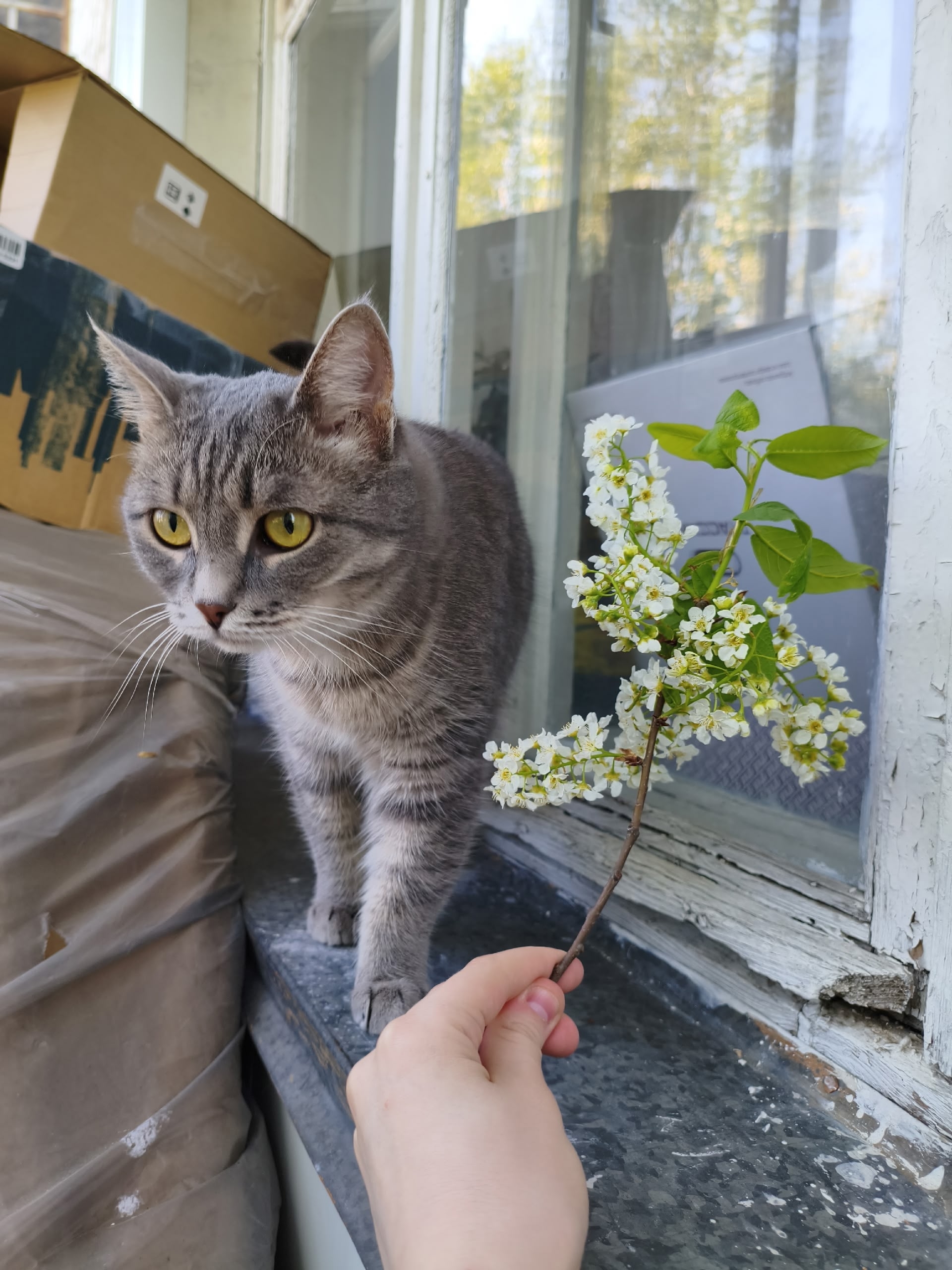 Найдена кошка в Перми — фото объявления