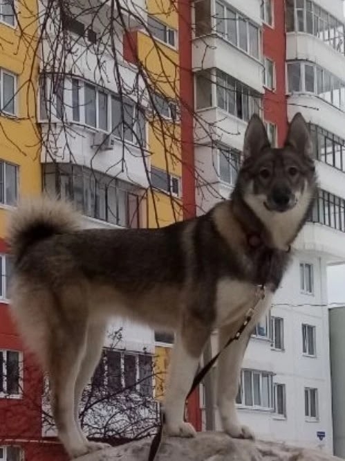 Найдена собака в Перми — фото объявления