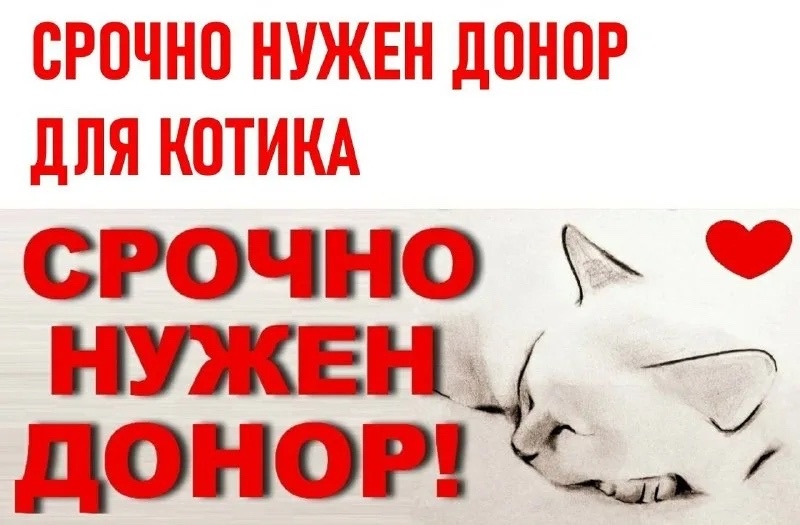 Объявление о питомце в Ростове-на-Дону — фото объявления