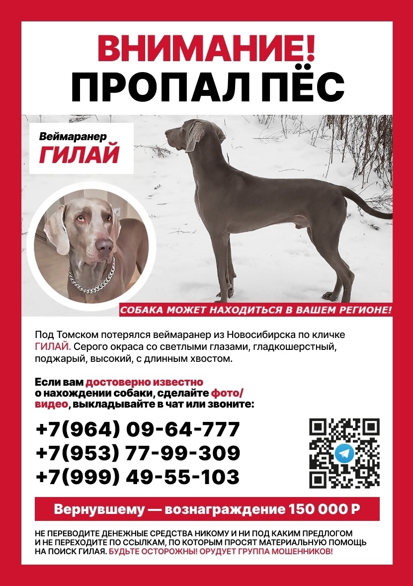 Найдена собака в Ростове-на-Дону — фото объявления