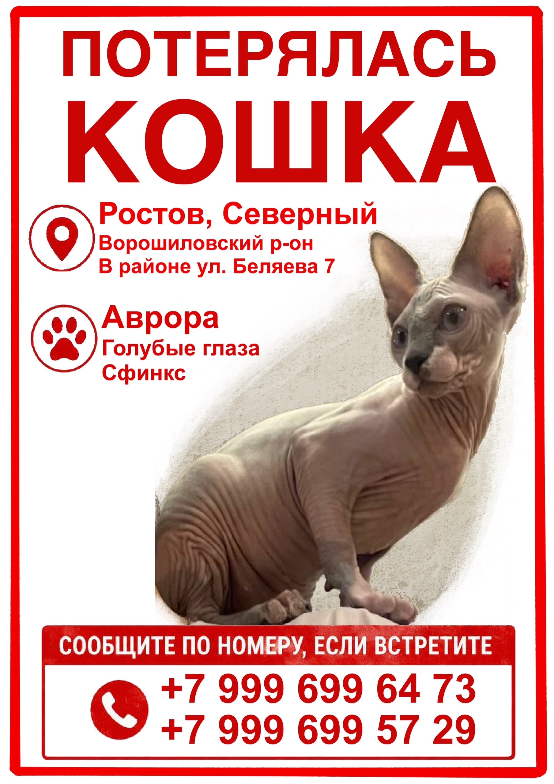 Найдена кошка в Ростове-на-Дону — фото объявления