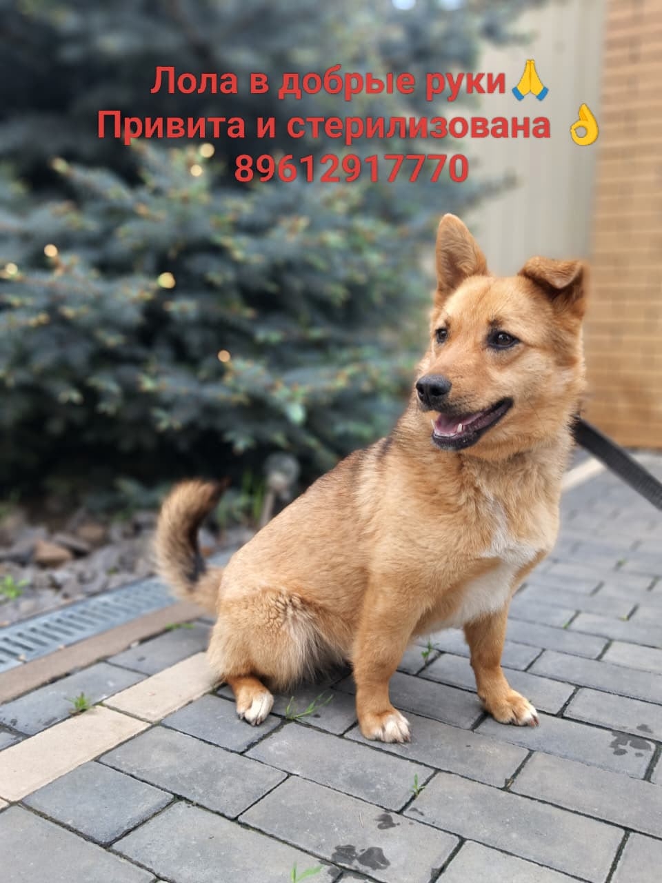 Найдена собака в Ростове-на-Дону — фото объявления