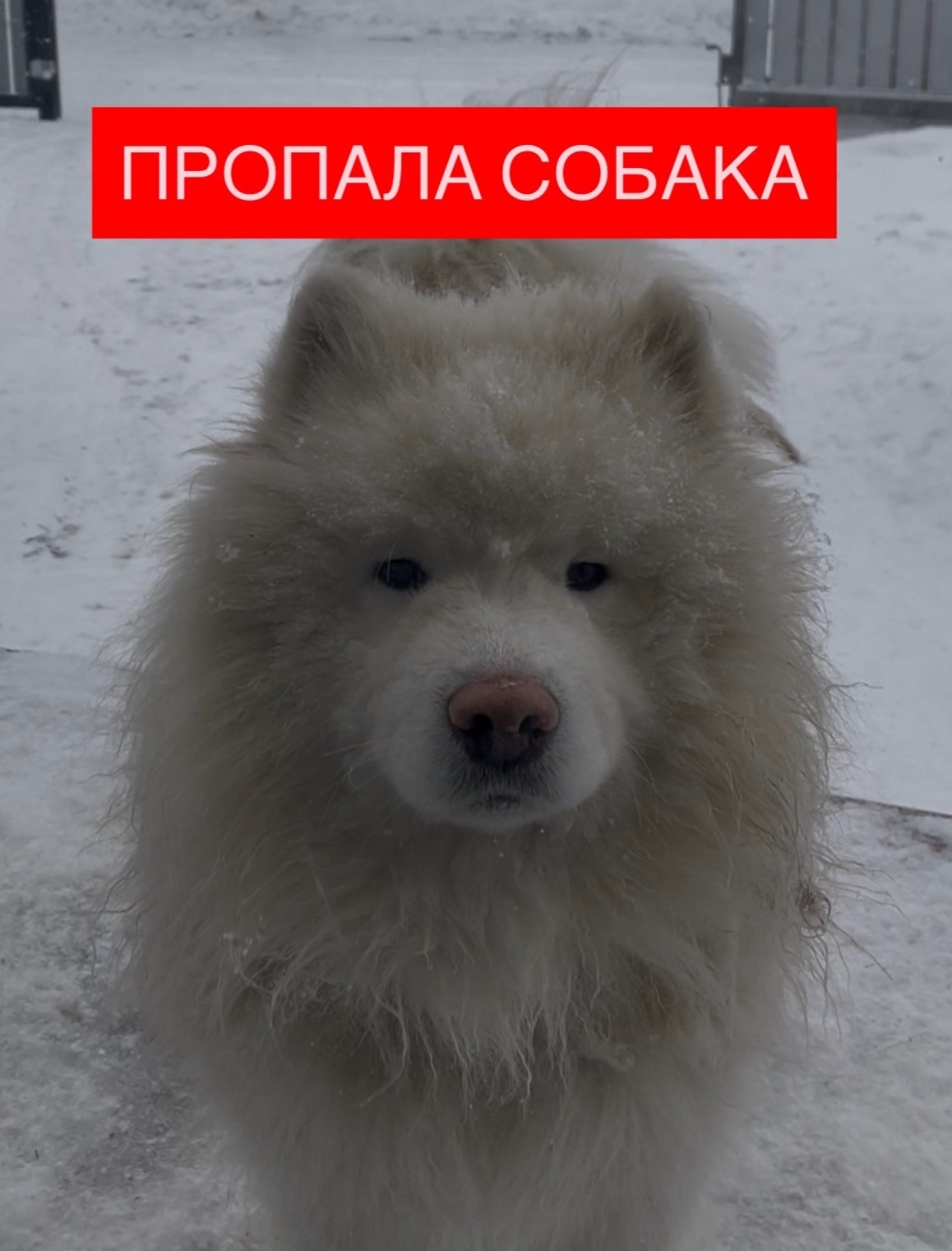 Найдена собака в Красноярске — фото объявления
