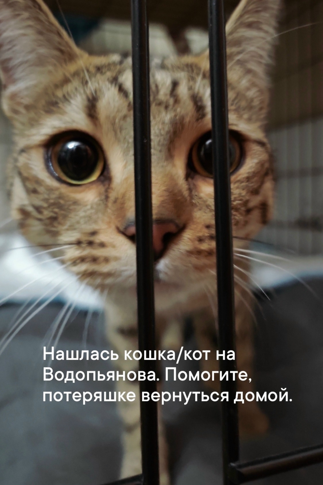 Найдена кошка в Красноярске — фото объявления