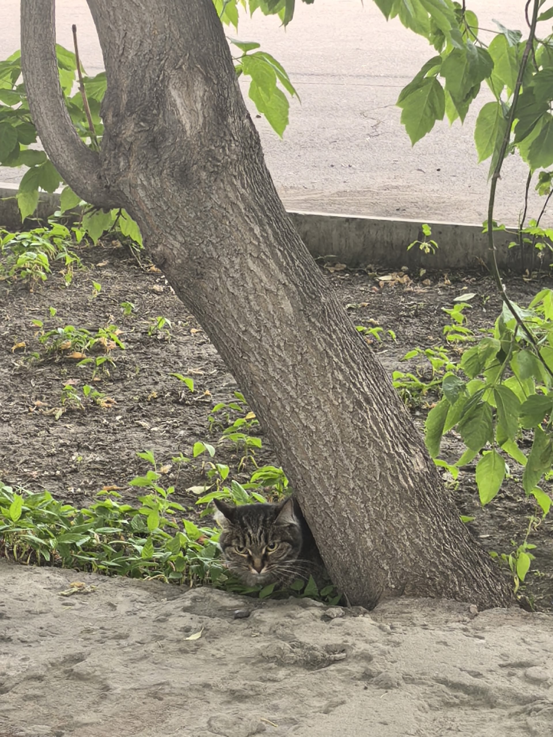 Найдена кошка в Красноярске — фото объявления