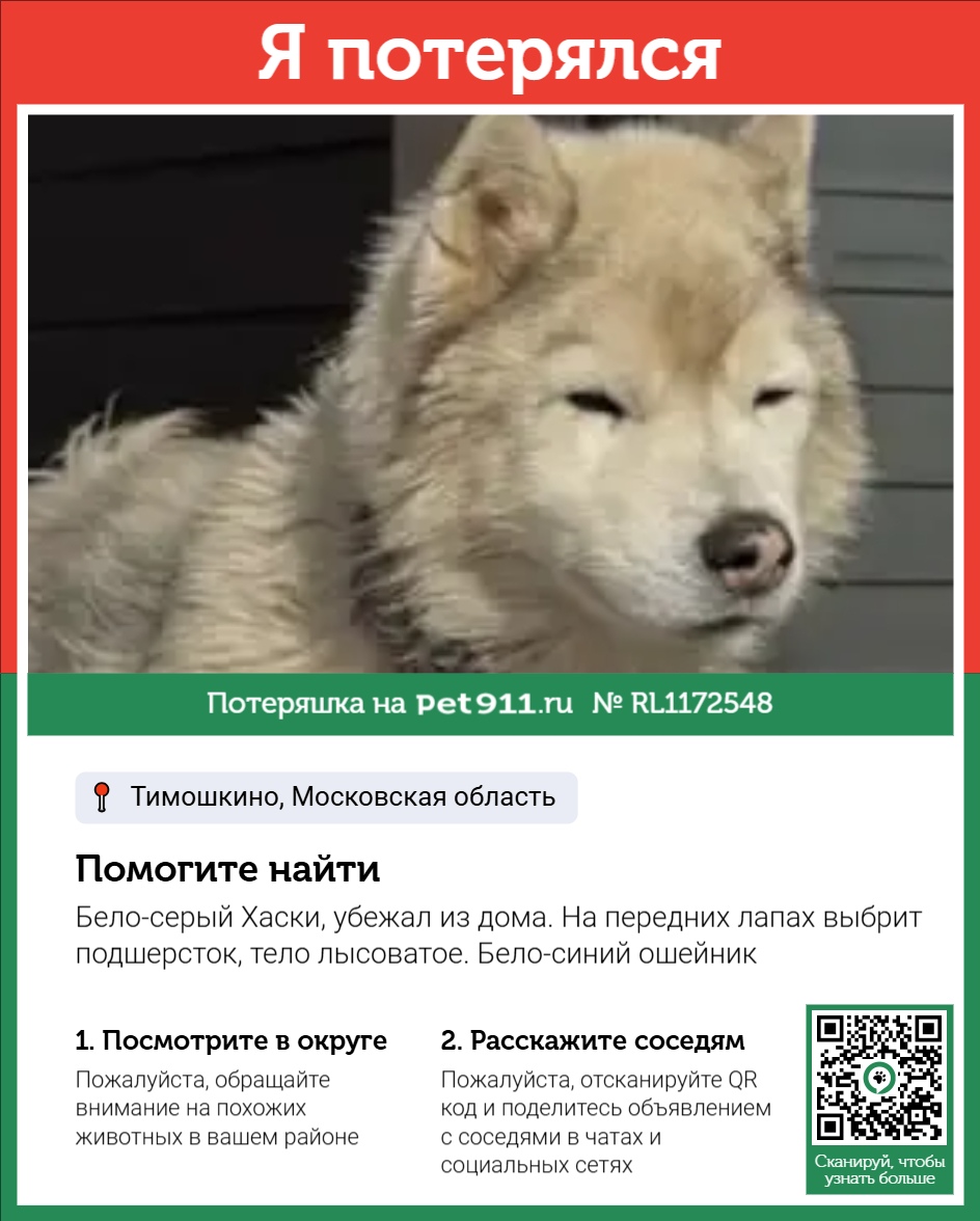 Найдена собака в Москве — фото объявления