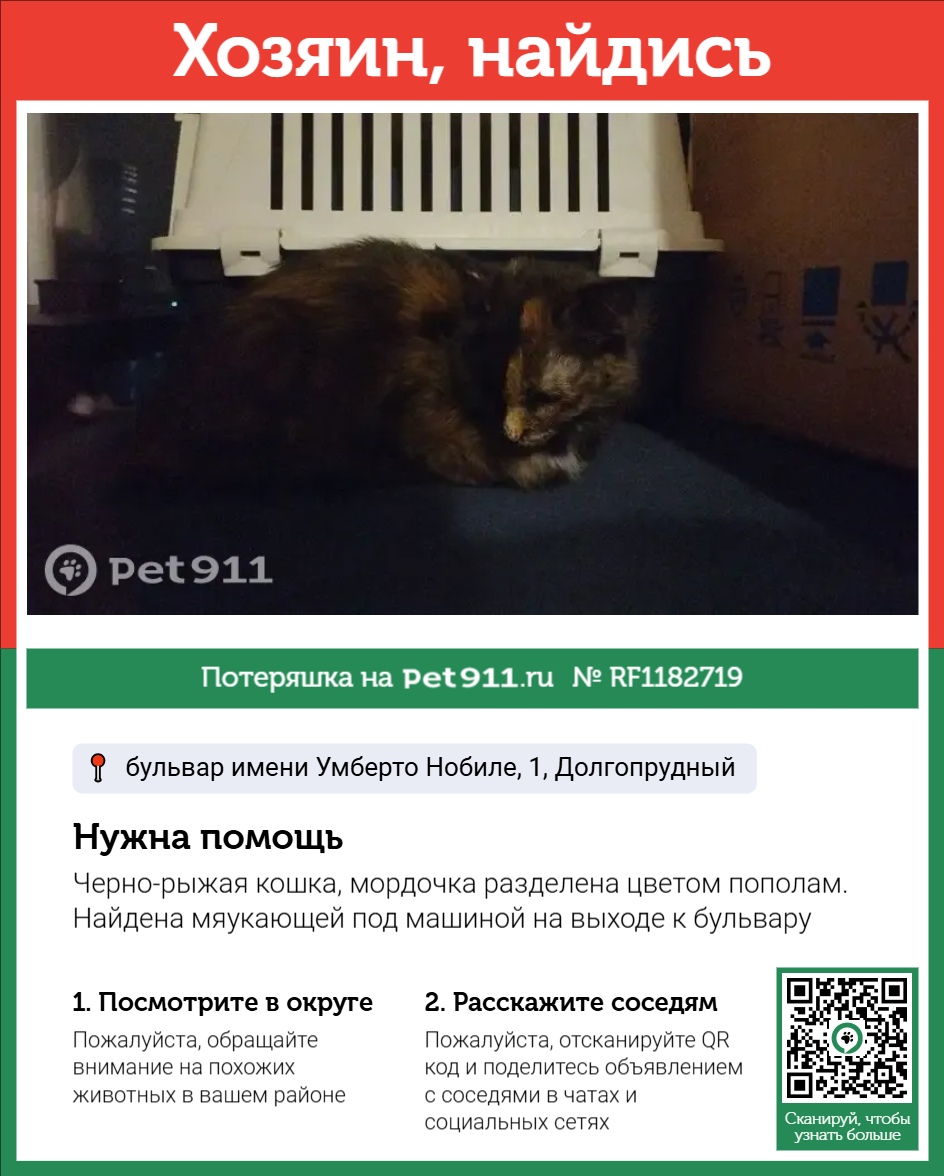 Найдена кошка в Москве — фото объявления
