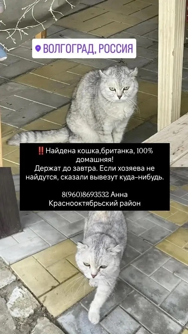 Найдена кошка в Волгограде — фото объявления