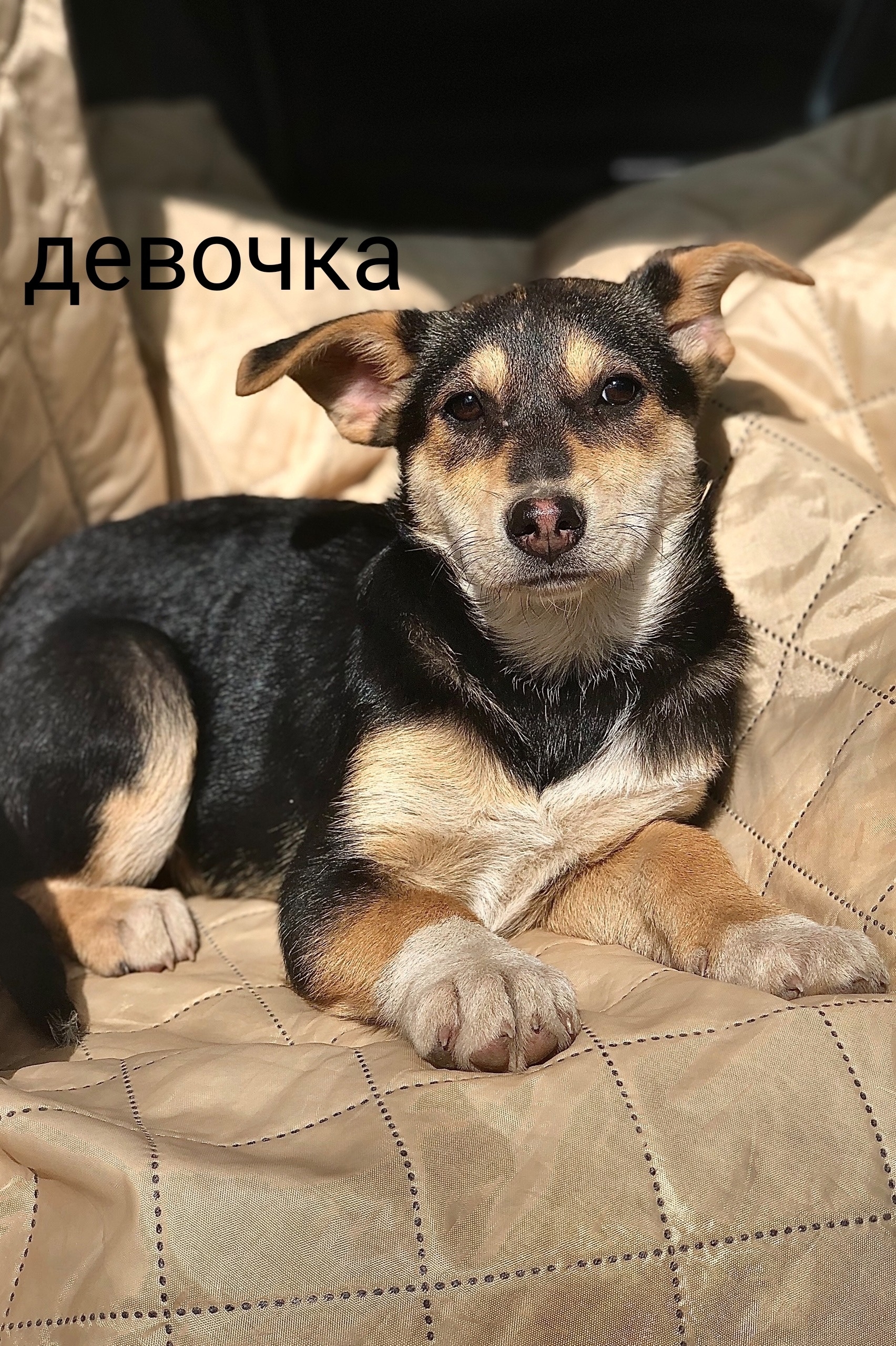 Пропала собака в Балашихе — 📣Друзья, Санкт-Петербург, Лен. область, Москва и вся центральная Россия📣