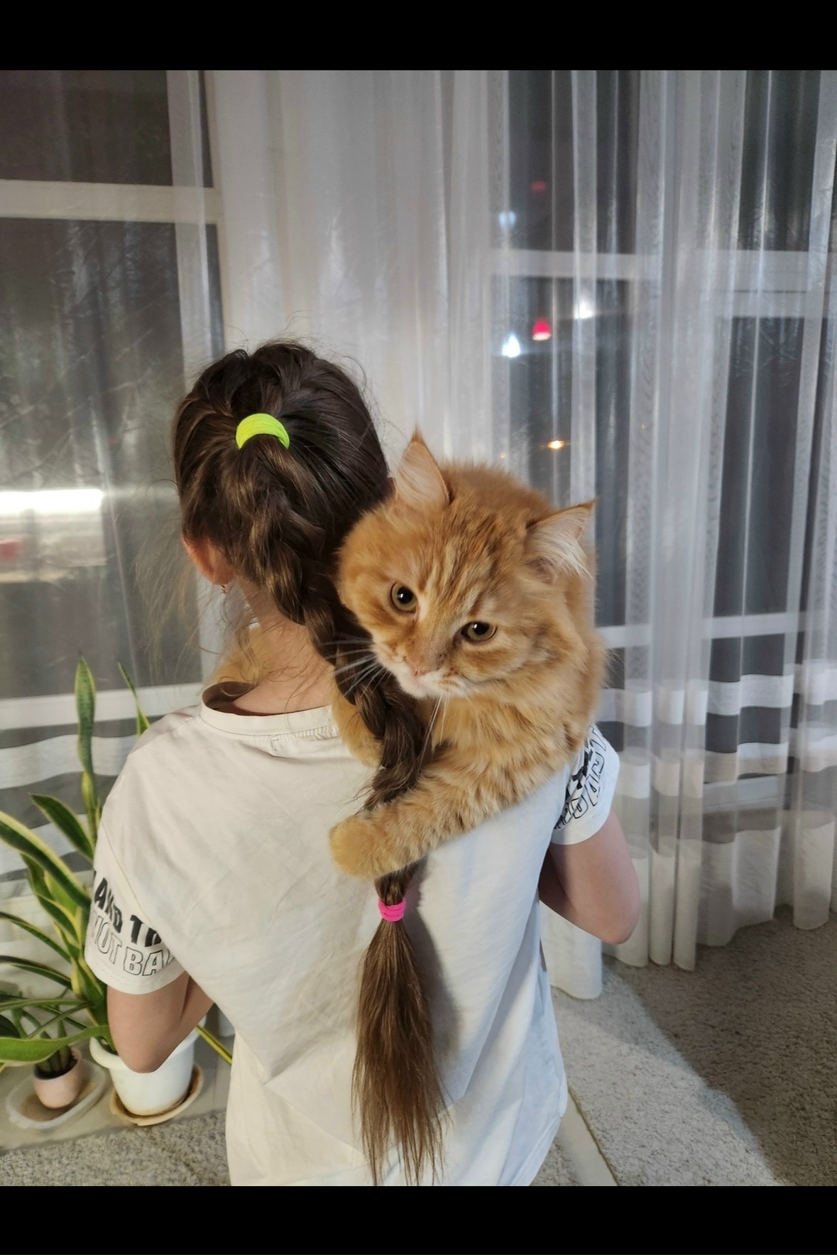 Найдена кошка в Балашихе — фото объявления