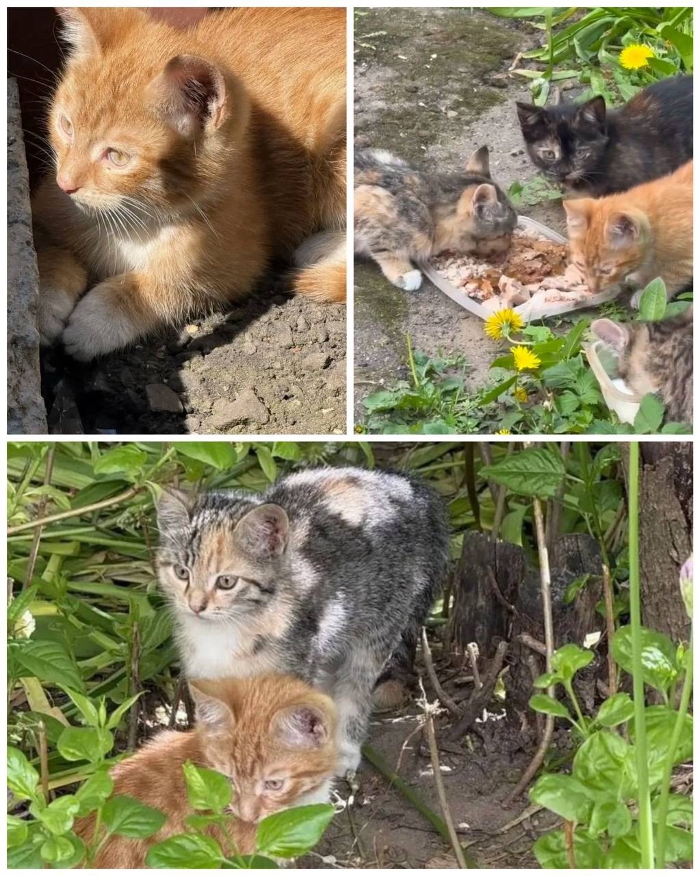 Найдена кошка в Балашихе — фото объявления
