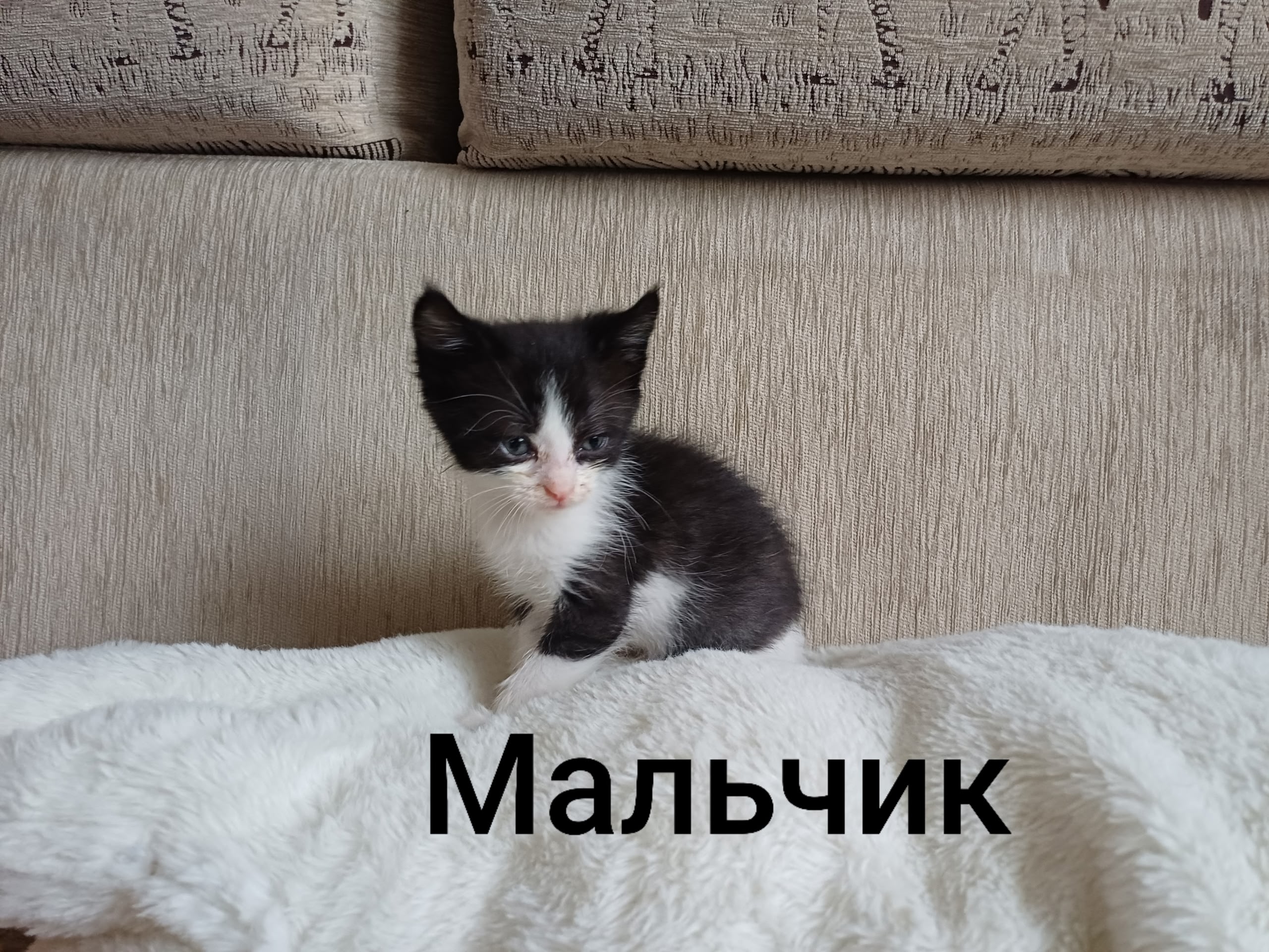 Найдена кошка в Люберцах — фото объявления