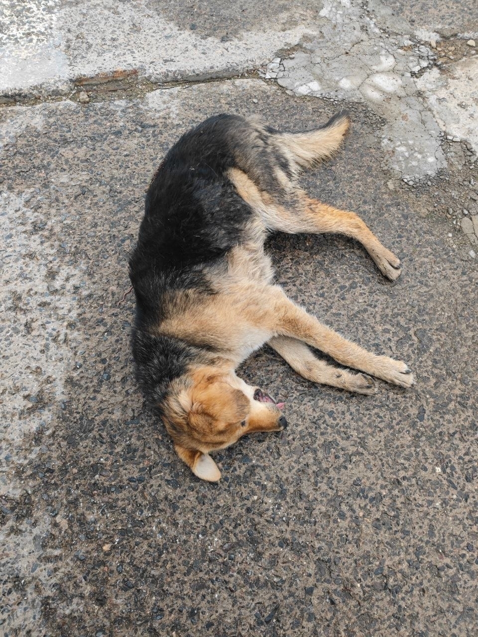 Пропала собака в Красногорске — фото объявления