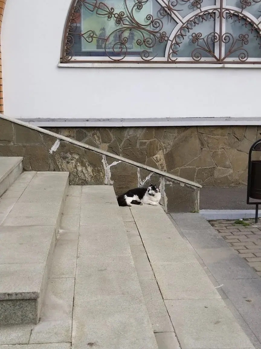 Найдена кошка в Красногорске — фото объявления
