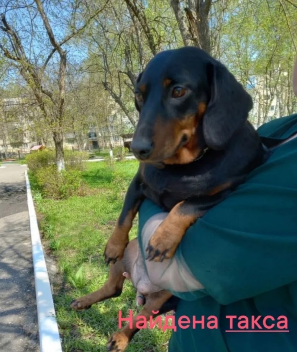Найдена собака в Пензе — фото объявления
