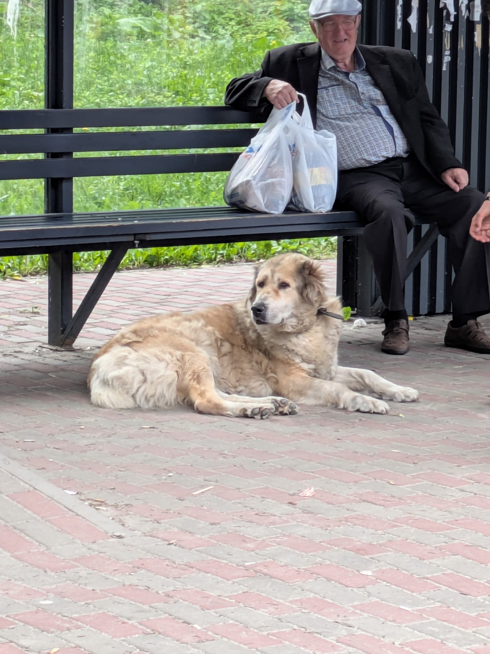 Найдена собака в Курске — фото объявления