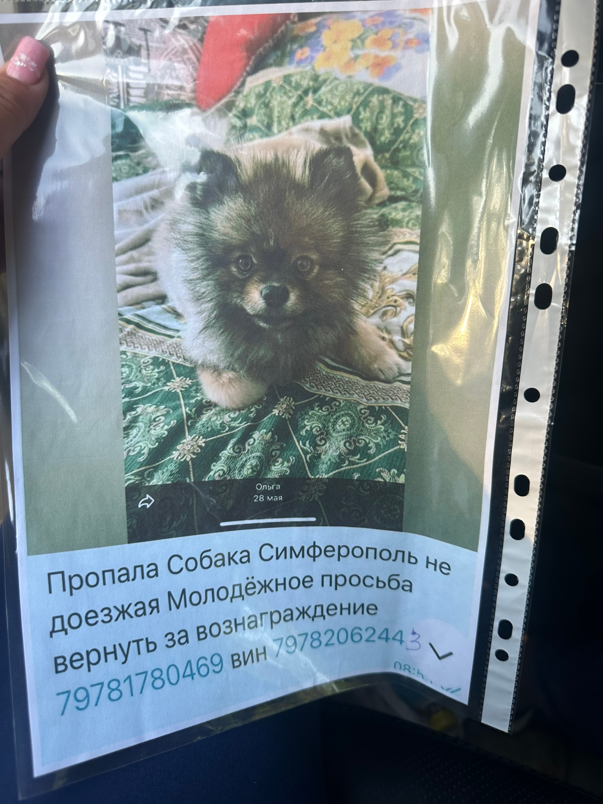 Объявление о питомце в Симферополе — фото объявления