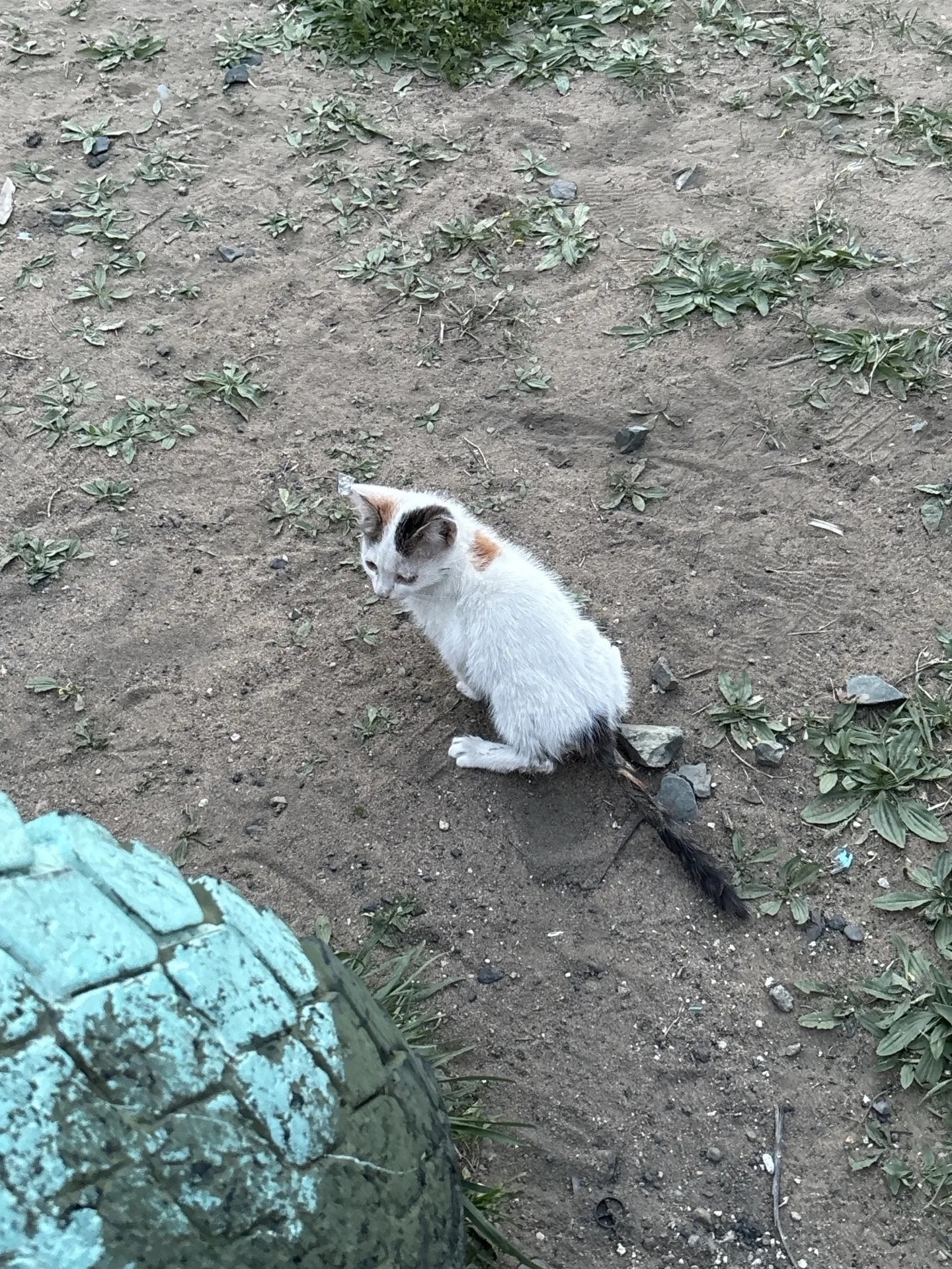 Найдена кошка в Чите — фото объявления