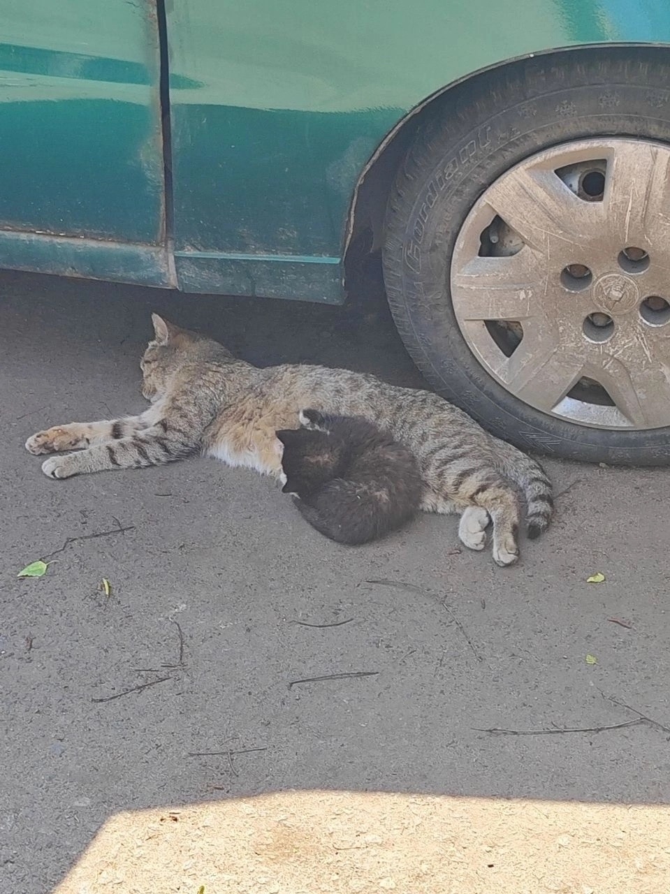 Найдена кошка в Подольске — фото объявления