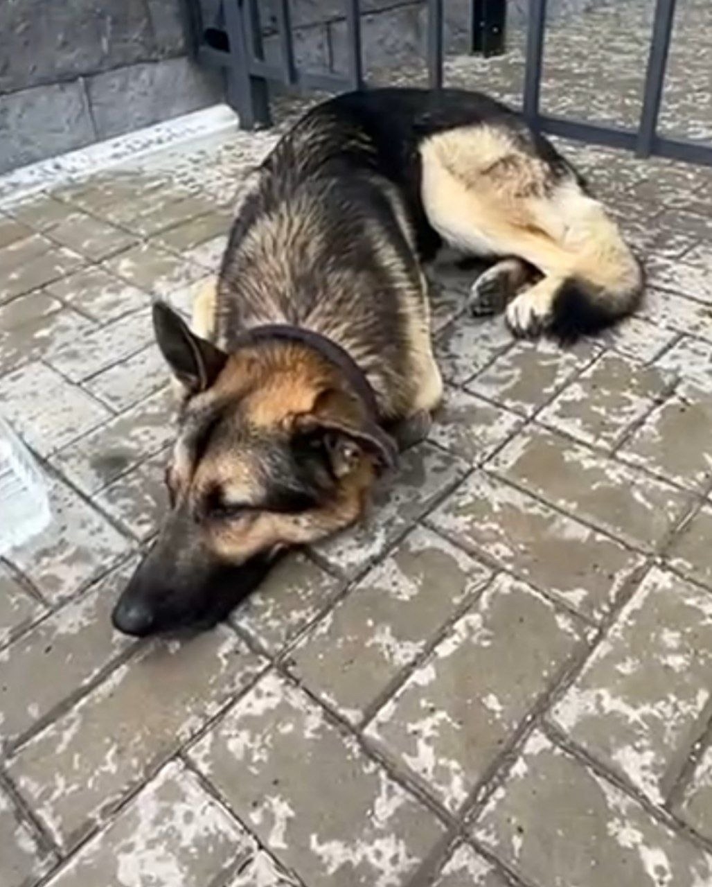 Найдена собака в Подольске — фото объявления