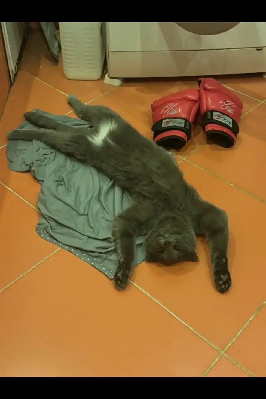 Найдена кошка в Подольске — фото объявления
