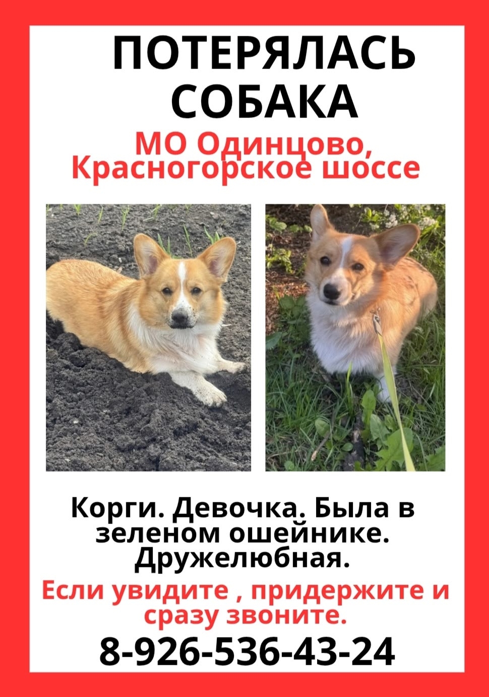 Найдена собака в Одинцове — фото объявления