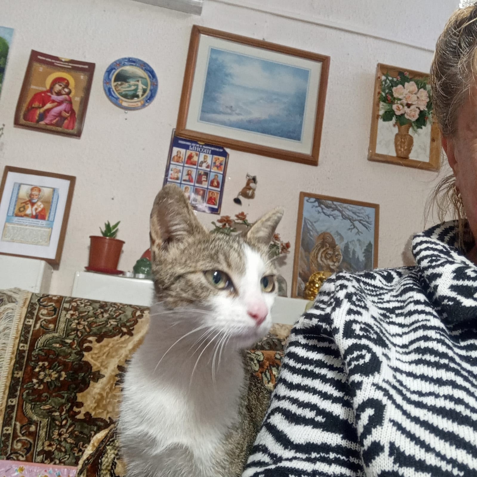 Найдена кошка в Одинцове — фото объявления