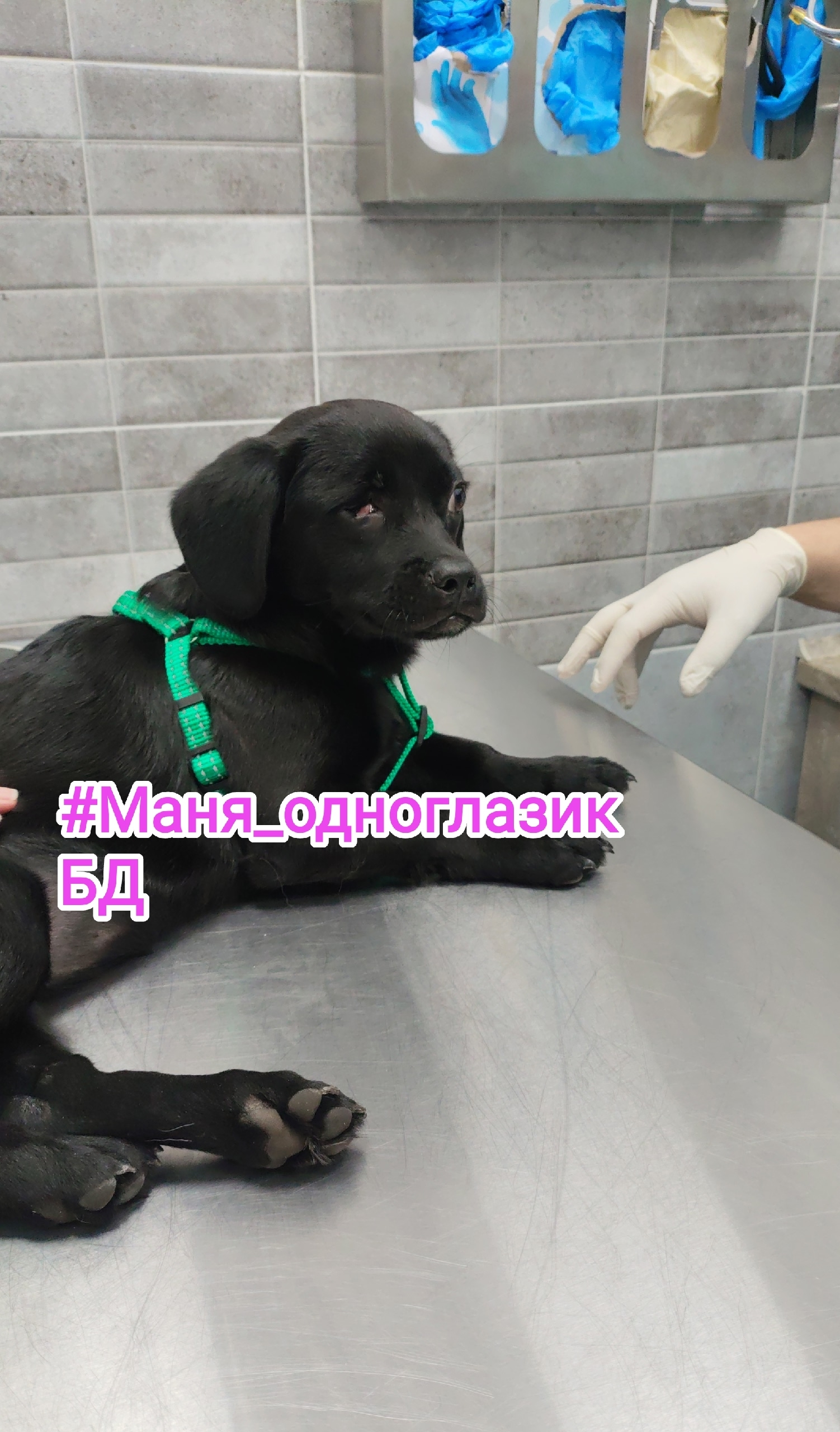 Найдена собака в Орехово-Зуеве — фото объявления