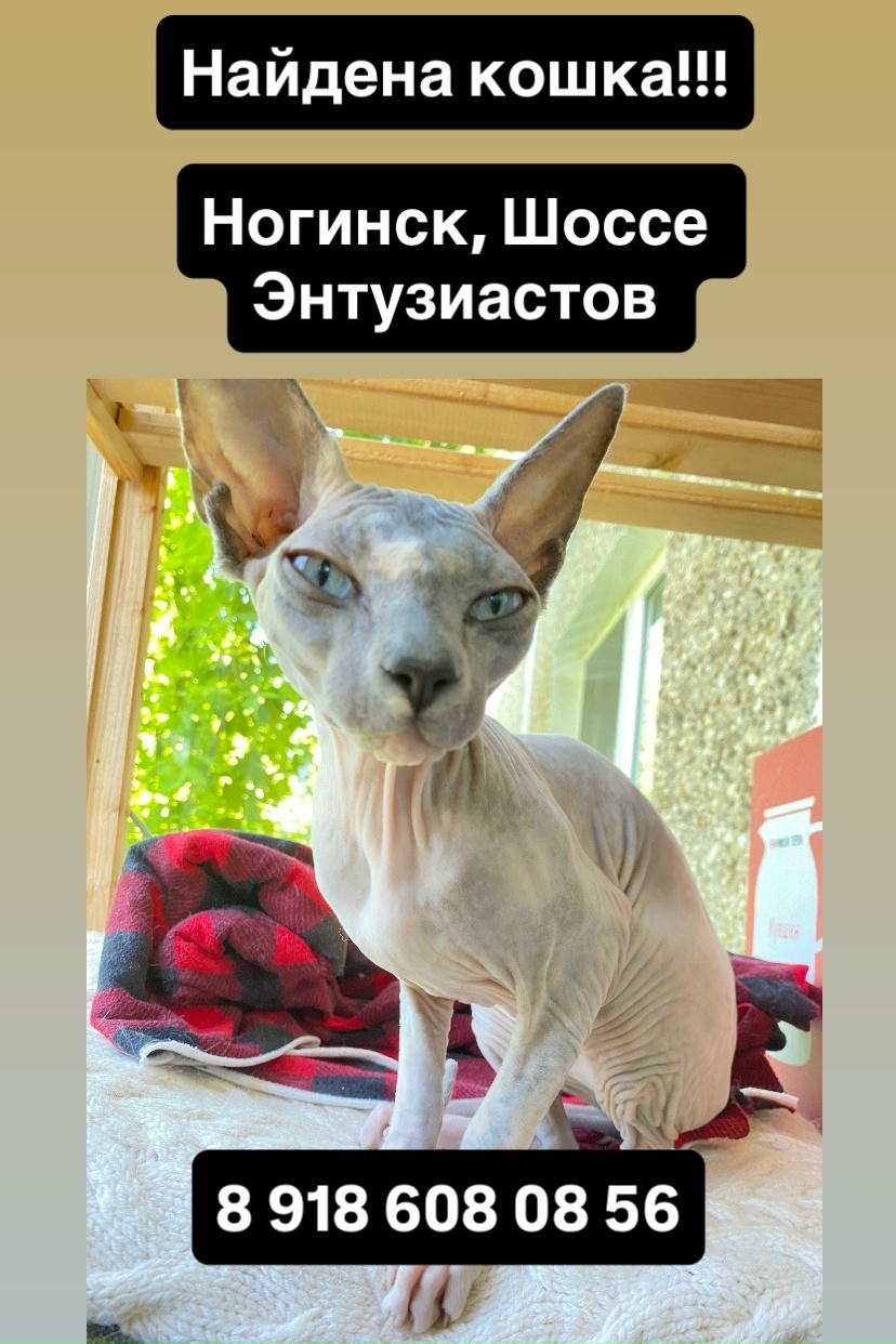Найдена кошка в Ногинске — фото объявления