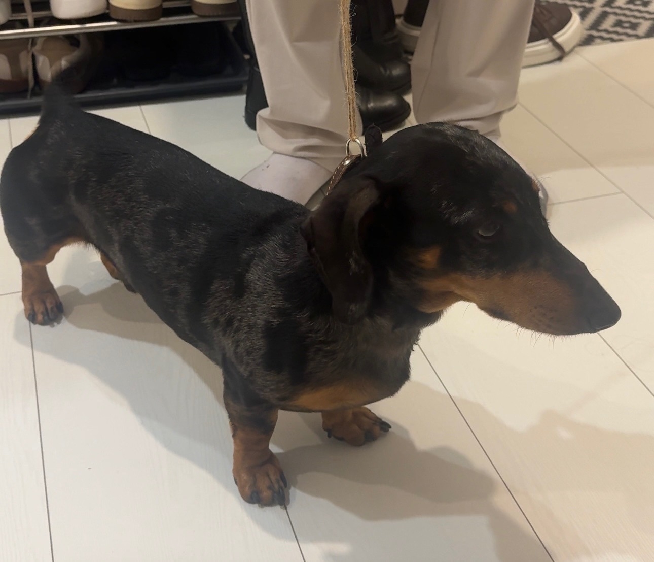 Здравствуйте, найден мальчик таксы , добрый парень , найден в районе набережной , бегал в ошейнике , просьба откликнуться старых хозяев , или ищем новых этому доброму парню, очень ласковый и умный , о