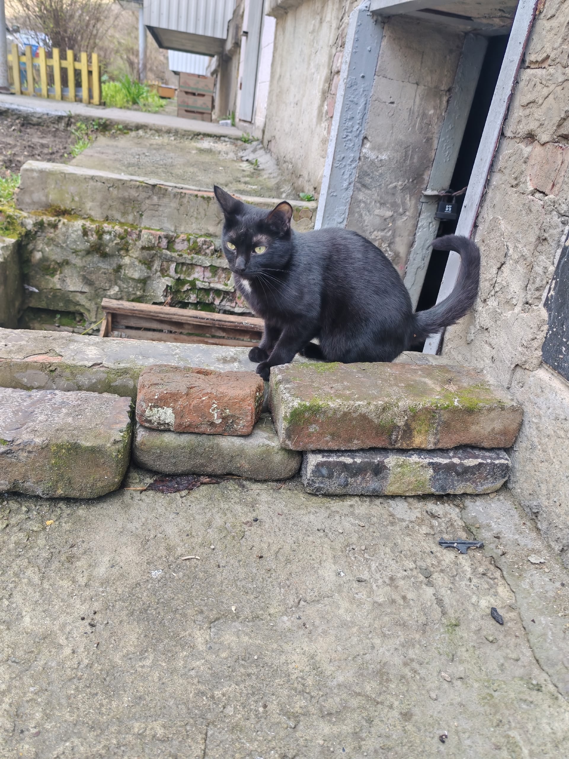 Объявление о питомце в Златоусте