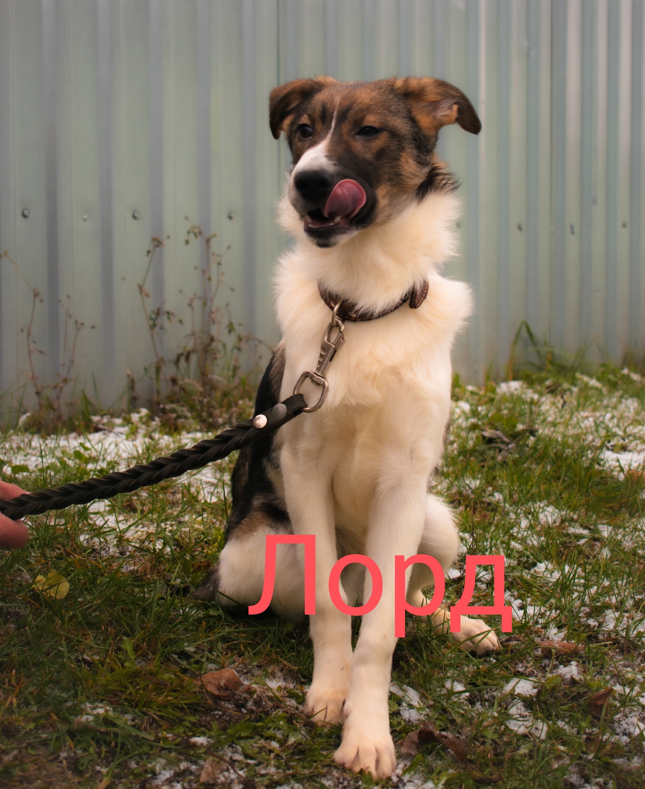 Найдена собака в Новомосковске