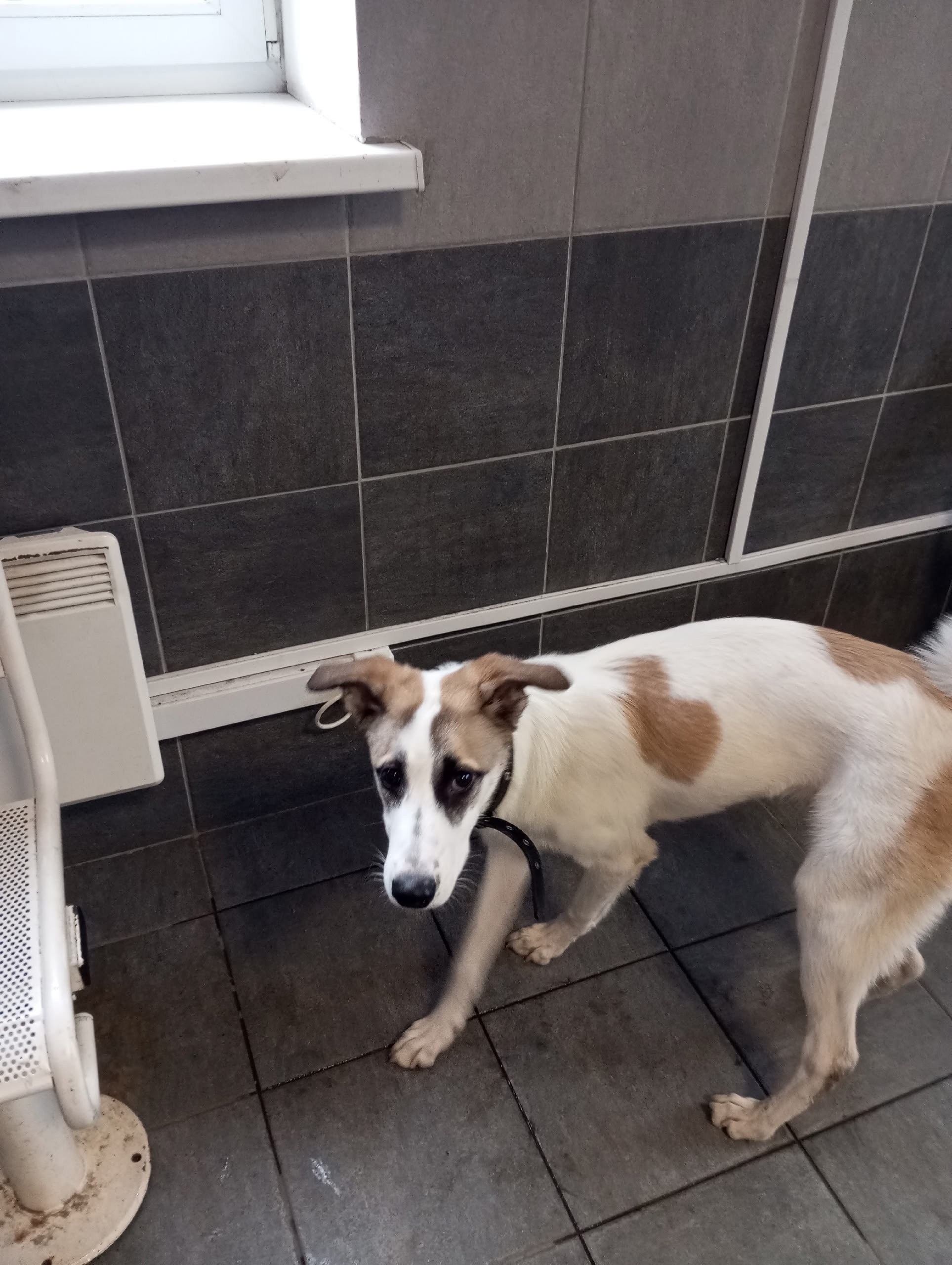 Найдена собака в Другие города