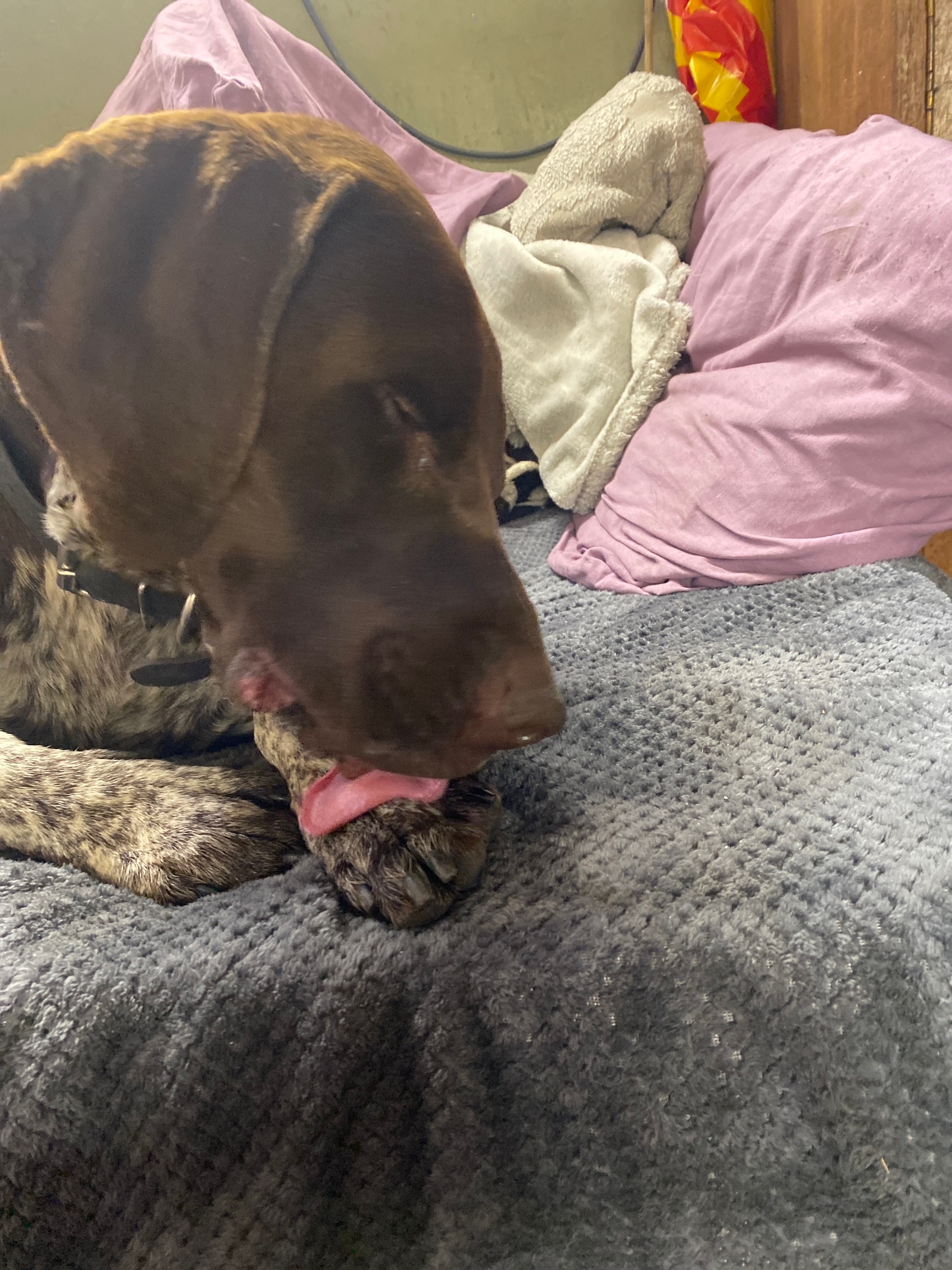 Найдена собака в Другие города