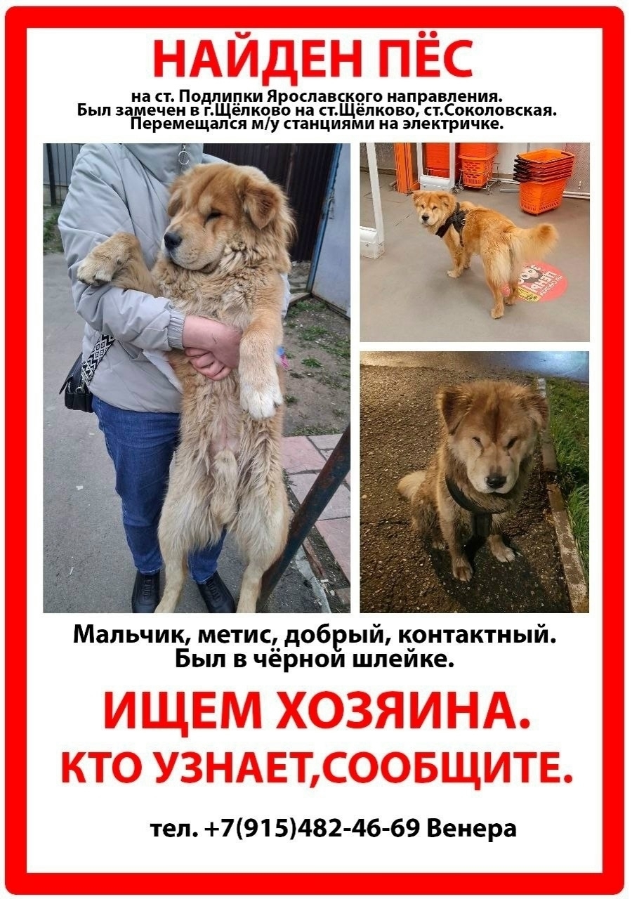 Пропала собака в Щёлкове — фото объявления