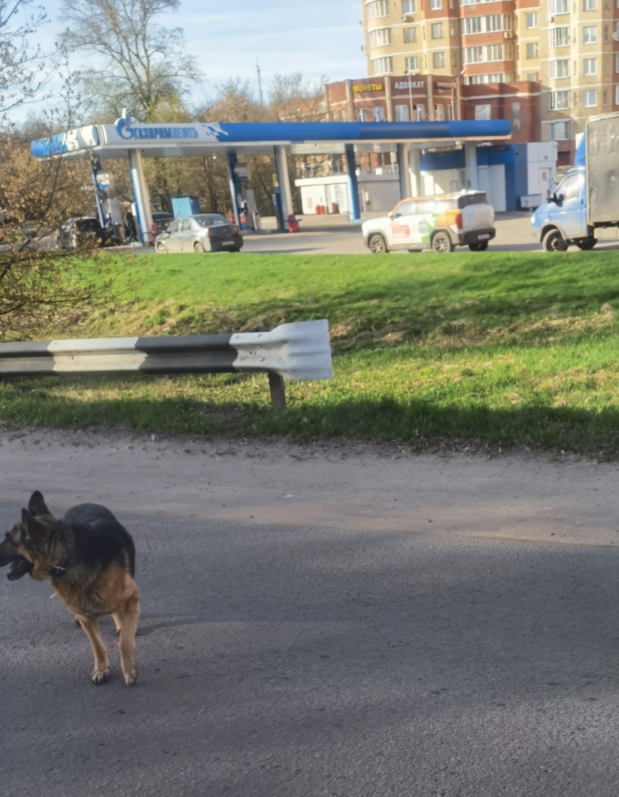 Пропала собака в Щёлкове — Объявление о питомце в Другие города