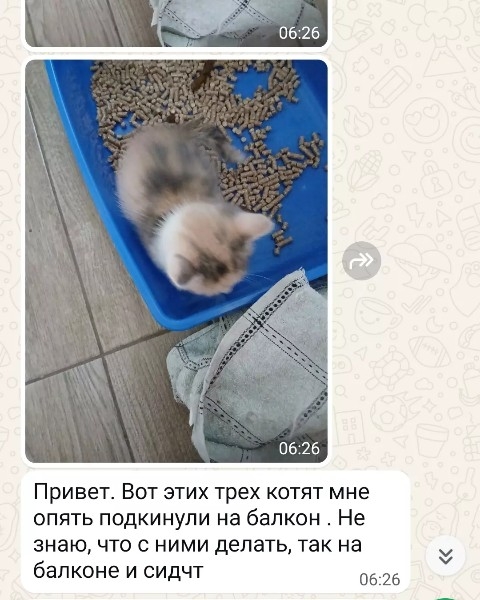 Найдена кошка в Тимашёвске — фото объявления