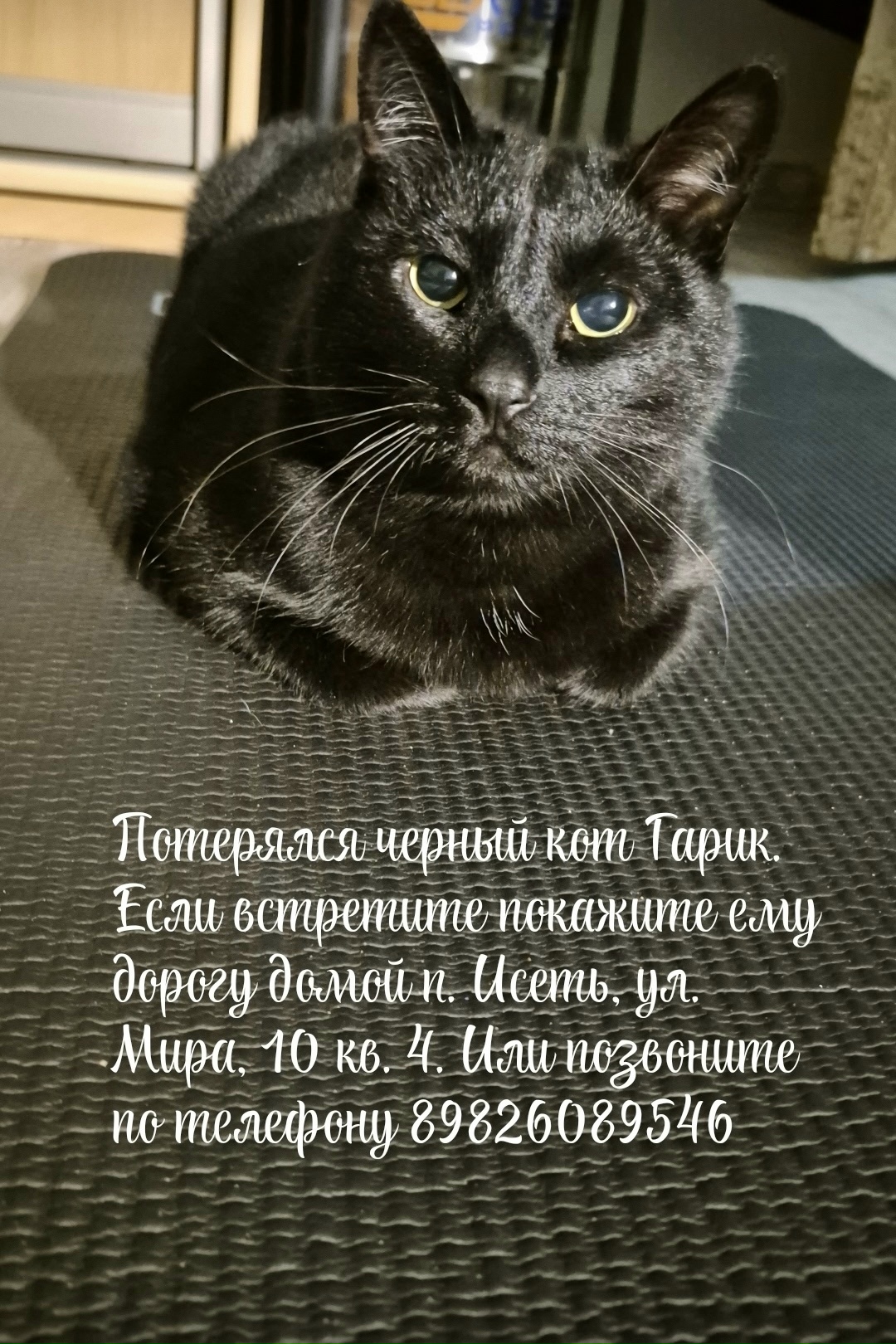 Найдена кошка в Екатеринбурге — фото объявления