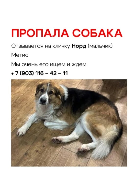 Объявление о питомце в Зеленограде — ❗️Помогите найти Норда!