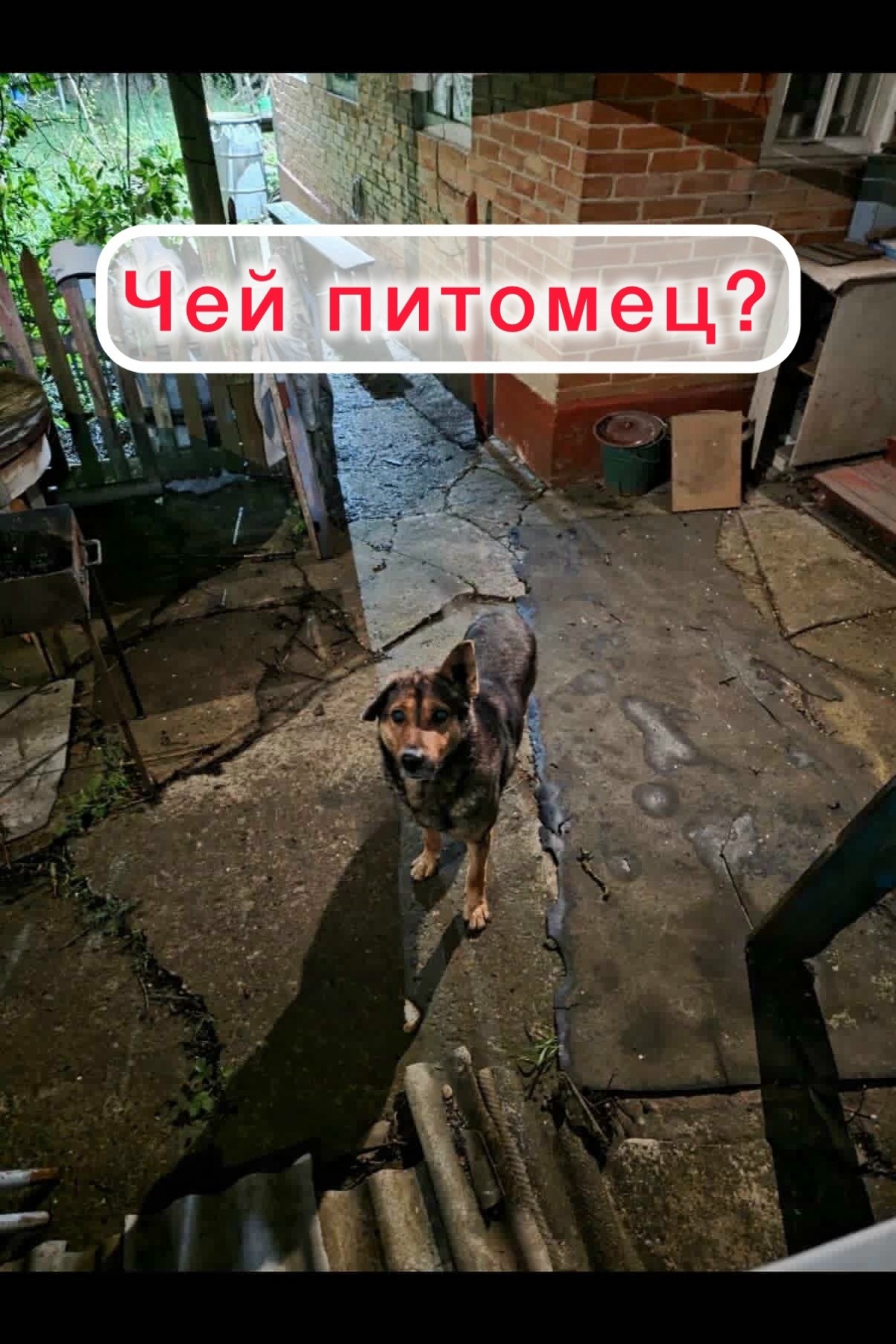 Найдена собака в Ставрополе — фото объявления