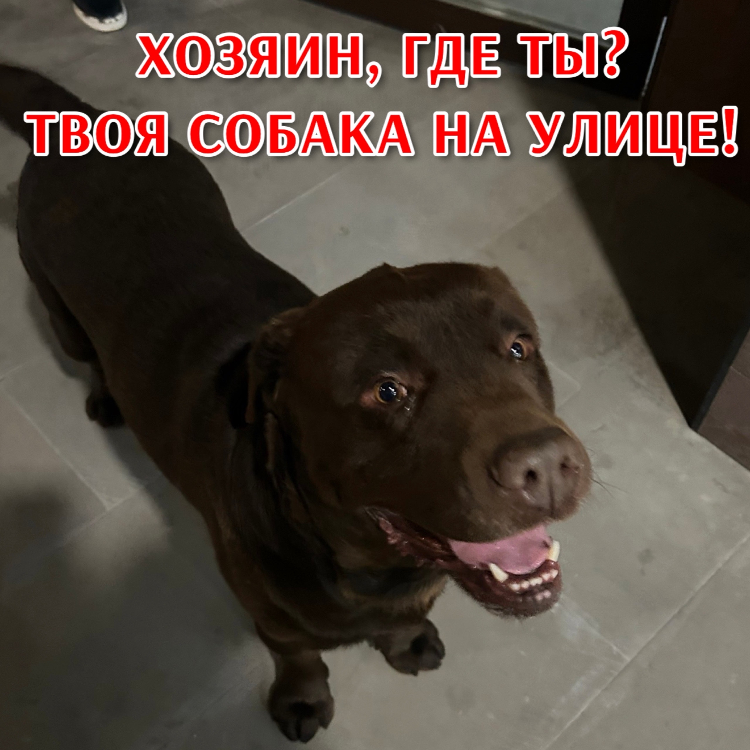 Пропала собака в Ставрополе — Объявление о питомце в Другие города