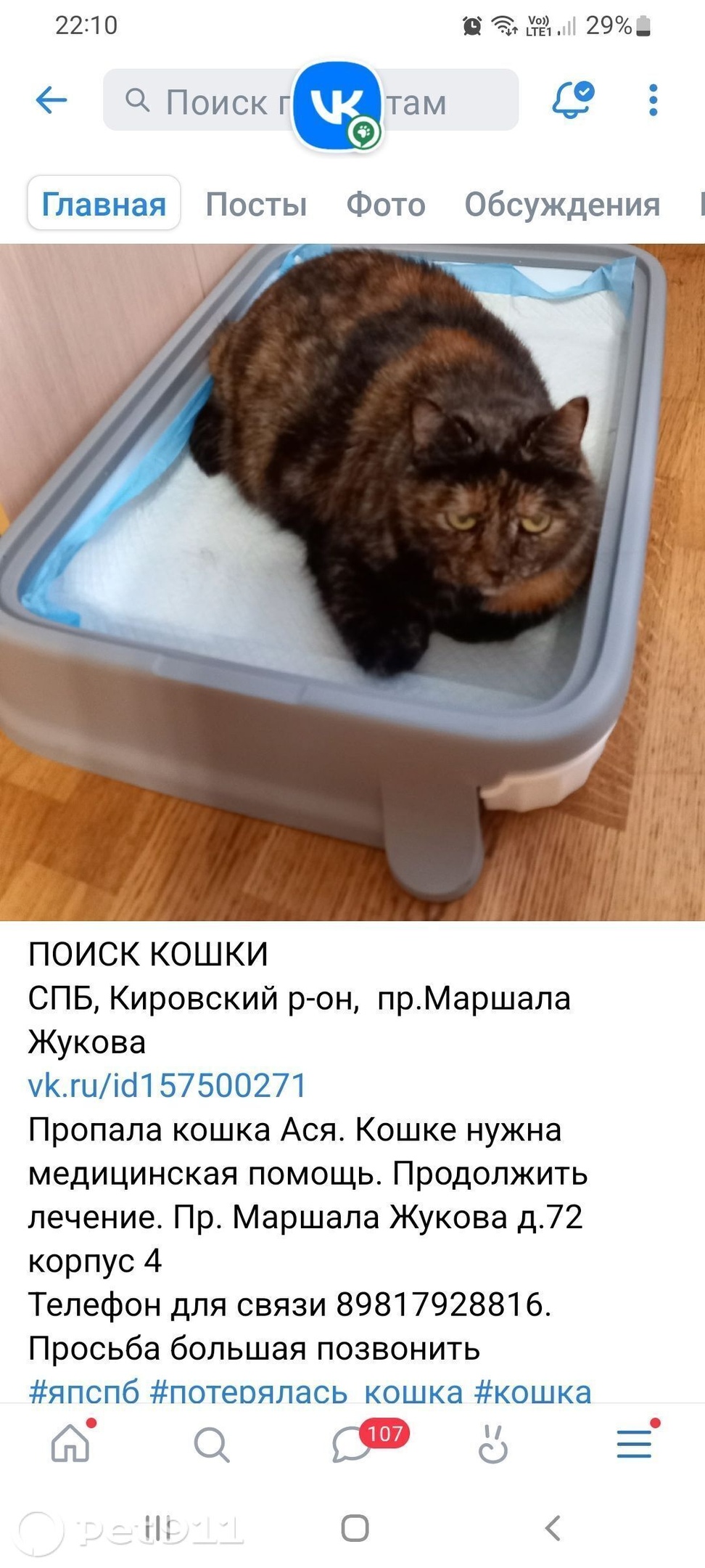 Найдена кошка в Балакове — фото объявления