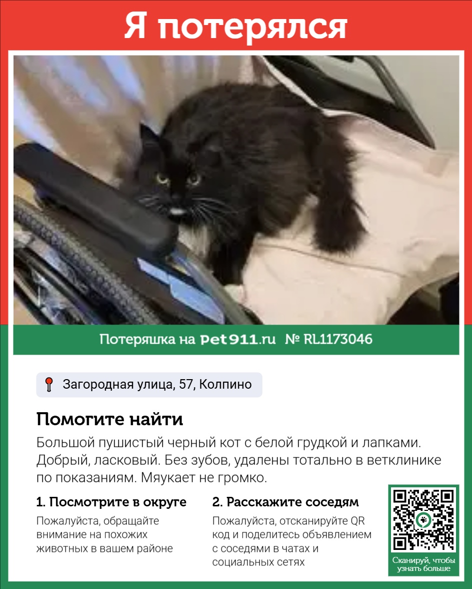Найдена собака в Балакове — фото объявления