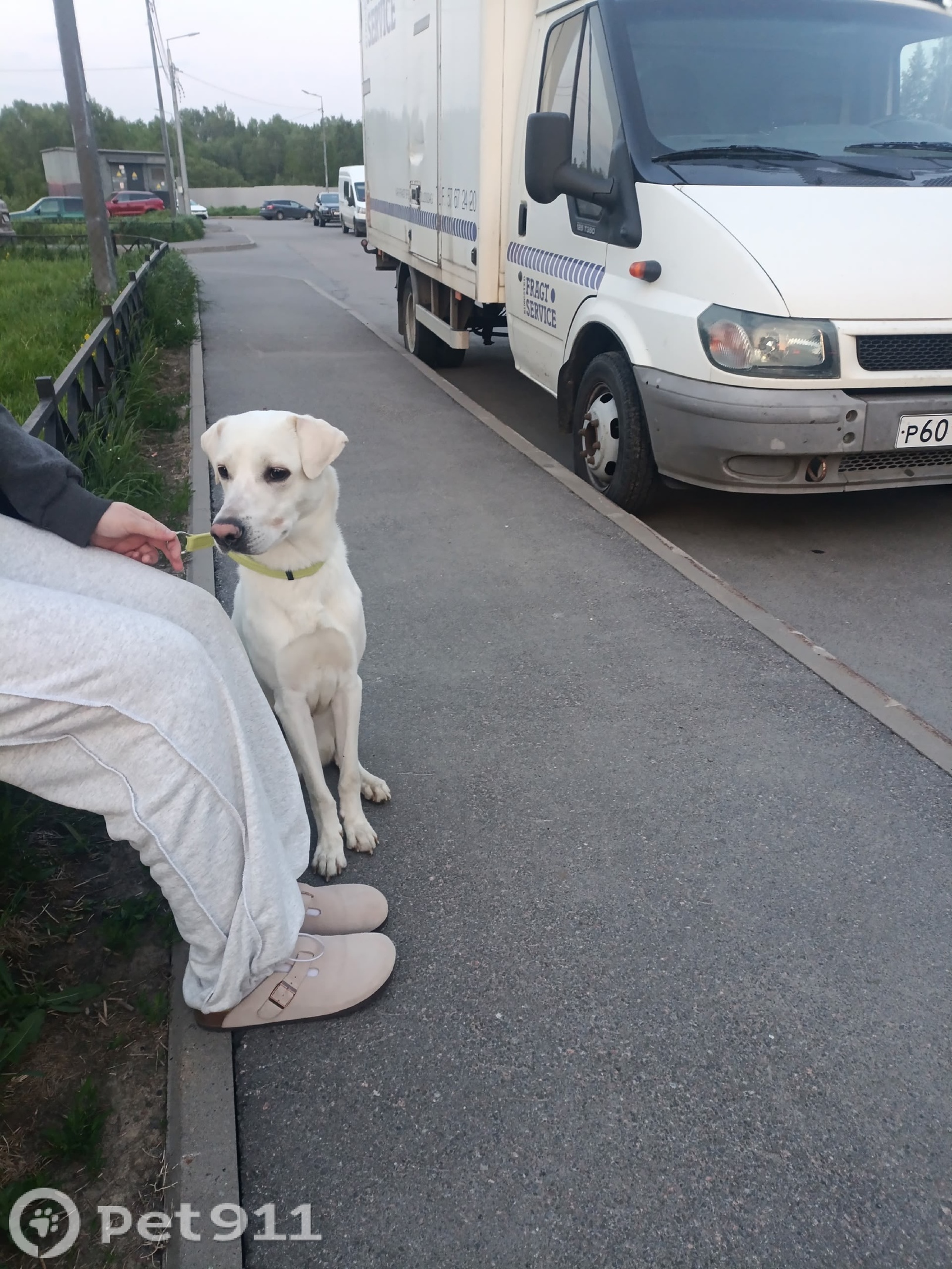 Найдена собака в Балакове — фото объявления