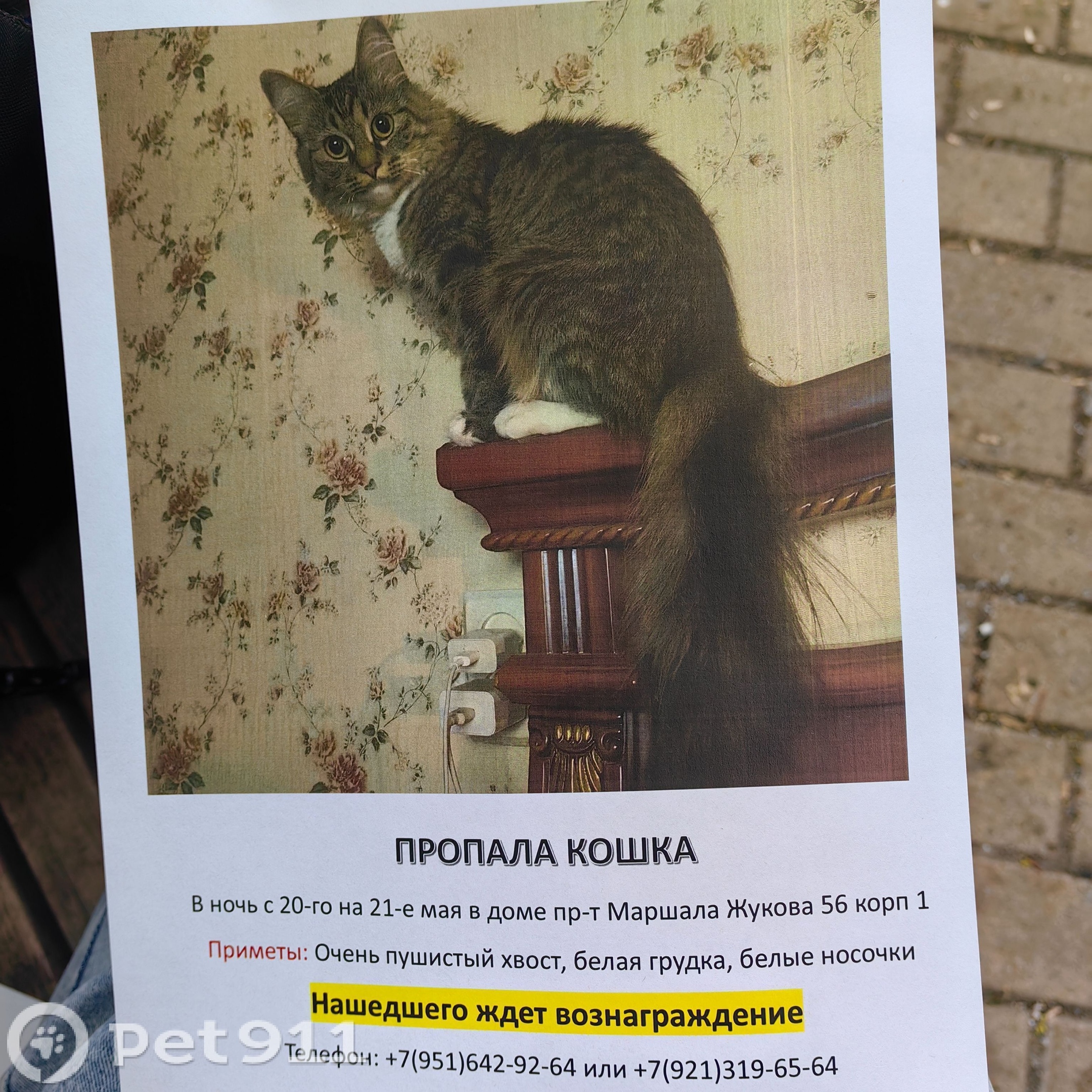 Найдена кошка в Балакове — фото объявления